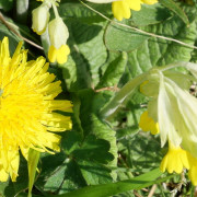 H.-H. Bendzulla