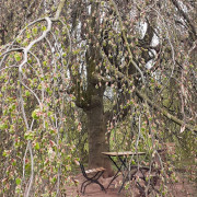 H.-H. Bendzulla